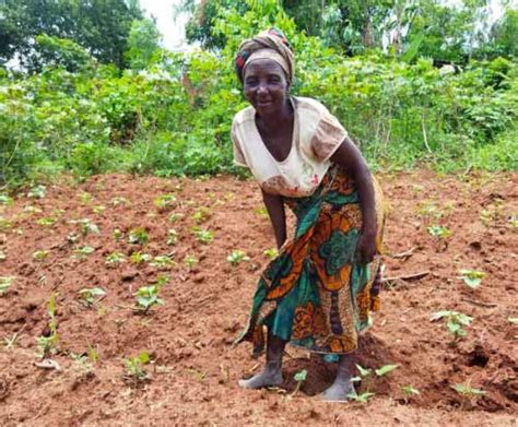 growing for the future improved sweet potato project in malawi