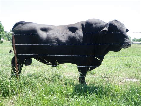 hatfield brangus home grown bull cattle breeds brangus cattle