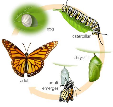 butterfly life cycle butterfly life cycle real talk pinterest