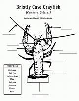 Crawfish Coloring Worksheet Crayfish Worksheets Sheets Cave Printable Comments Library Smallin Missouri Civil War sketch template