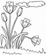 Coloring Tulip Pages Printable Kids Tulips Print Flowers Cool2bkids Flower Sheets Color Getcolorings Choose Board sketch template