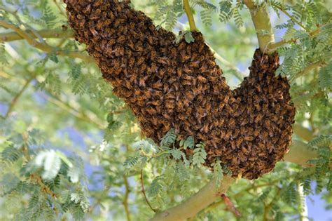 Africanized Honeybees Faq Ga Dept Of Agriculture