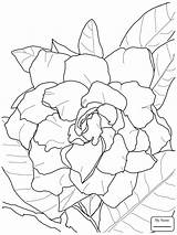 Jasmine Coloring Flower Pages Disney Clipart Getcolorings Getdrawings sketch template