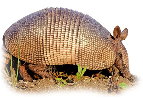 armadillos wildlife animal control trapping removal prevention