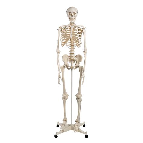 human skeleton anatomical model