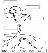 Plant Parts Plants Coloring Flower Basic Kids Science Kindergarten Resources Teaching Esl Label Functions Diagram Along Seed Worksheet Part Printable sketch template