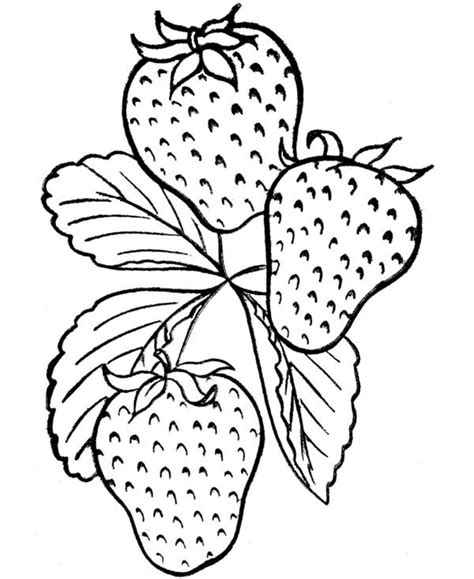 tasty strawberry fruit coloring page kids play color fruit
