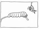 Caterpillar Coloring Pages Hungry Very Kids Printables Printable Popular Animalplace sketch template