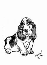 Basset Hound Curtin Charme Drawings Getdrawings sketch template