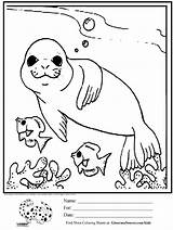 Seal Coloring Pages Kids Cute Printable Animals Sea Ocean Drawing Fish Seals Baby Drawings Gingerbread Sheets Leopard Color Simple Animal sketch template