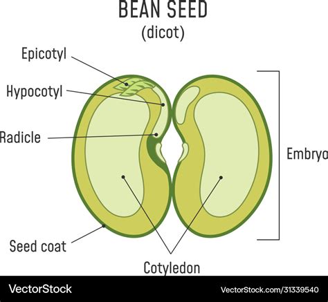 bean seed structure anatomy grain dicot seed vector image