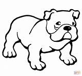 Bulldog Coloring Pages Printable English Color American Dog Puppy Bulldogs Print Ausmalbilder Drawing Animals Colouring Hund Supercoloring Template Kids Sheets sketch template
