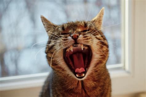 cat open  mouth faqcatscom