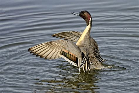 images  michael rogers ducks northern pintail wing flap