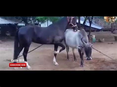 horse mating   youtube