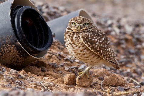 feather tailed stories burrowing owl