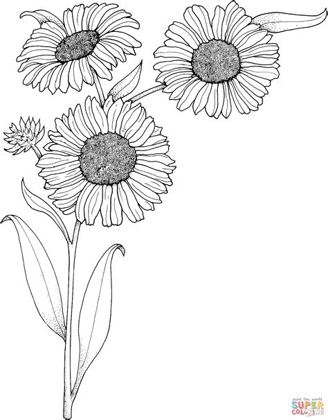 realistic sunflowers coloring page  printable coloring pages