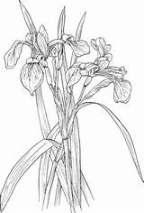 Irises Wildflower Versicolor Schwertlilie Fiori Dibujo Supercoloring Verschiedenfarbige Lirios Coloriage sketch template