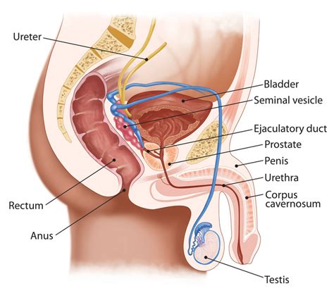 Your Prostate Gland What Exactly Is It And What Does