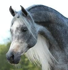 resultat de recherche dimages pour cheval arabe horses horse