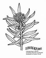 Coloring Weeds Weed Drawing Designlooter 796px 48kb Getdrawings Flower sketch template