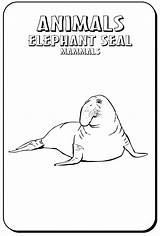 Seal Coloring Elephant Pages Animals Color Fur Town Sheet Print Designlooter Develop Recognition Creativity Ages Skills Focus Motor Way Fun sketch template