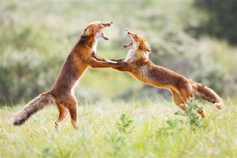 dancing foxes fuchs kunstdruck poster
