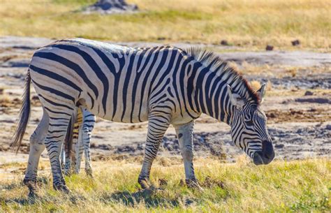 cannundrums burchells zebra