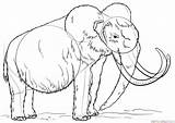 Mammoth Woolly Draw Drawing Step Supercoloring Tutorials Getdrawings Line Elephant Tutorial sketch template
