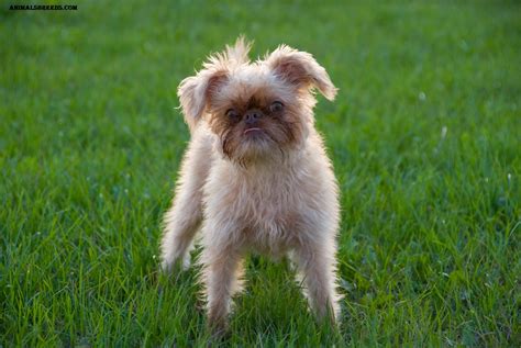 brussels griffon dog breed pictures information temperament characteristics animals breeds