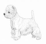 Terrier Highland West Coloring Pages Westie Westies Sketchite Sketch Drawings Template Scottie sketch template