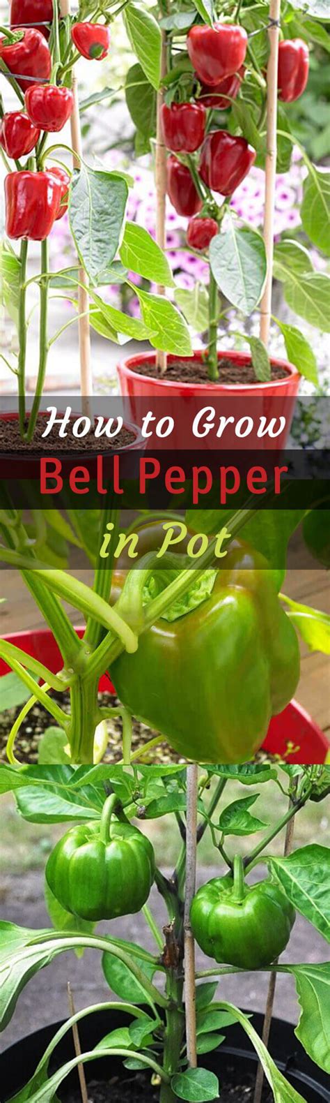 simplest ways      bell pepper plants home gardeners