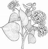Hydrangea Lilac Syringa Lila Hydrangeas Colorear sketch template