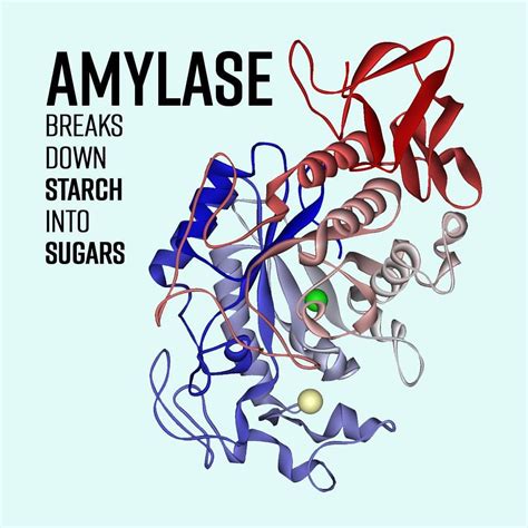 amylase   enzyme   body creates  break  starch