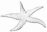 Starfish Rozgwiazda Estrella Kolorowanki Fish Dzieci Bestcoloringpagesforkids Printmania sketch template