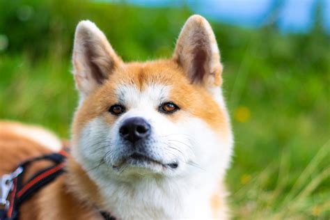 dogs     fox readers digest