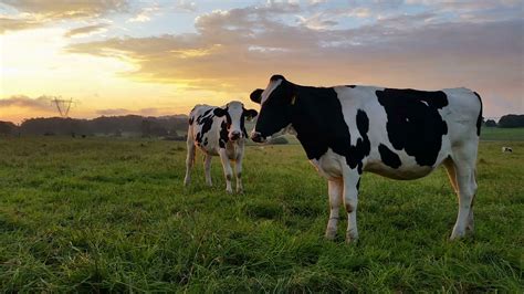 dairy cattle  farming sunset sunrise stock footage sbv