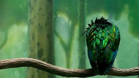Parrot Beautiful Art Hd Birds 4k Wallpapers Images