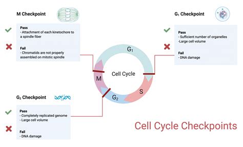 cell cycle checkpoints college biology