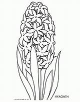 Hyacinth Trace Malvorlagen Ausmalen Ausmalbilder Crocus Zeichnen Blumen Drawing Brod Munk 1951 Platt Fritzi Colouring Coloringhome Qisforquilter sketch template