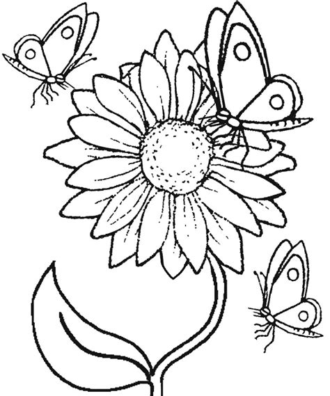 sketsa gambar mewarnai bunga matahari anak tk paud sd