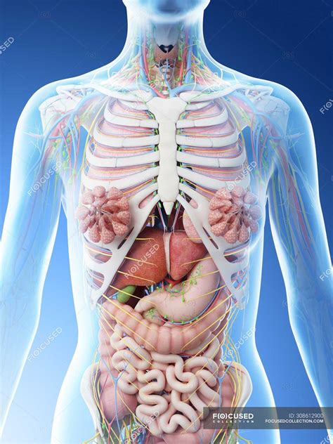 Hei 21 Grunner Til Female Organs Diagram Anatomy Posters And Anatomy