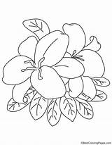 Lily Bestcoloringpages sketch template