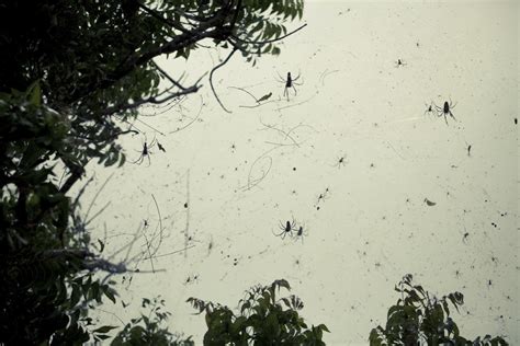seemingly unbelievable phenomenon  raining spiders explained