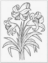 Coloring Flower Pages Realistic Printable Spring Lily Color Roots Dibujos Flores Print Flowers Colouring Sheets Detailed Para Drawing Pintar Colorear sketch template