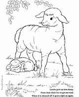 Easter Coloring Pages Lamb Lambs sketch template