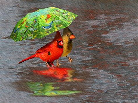 birds enjoying rain desicommentscom