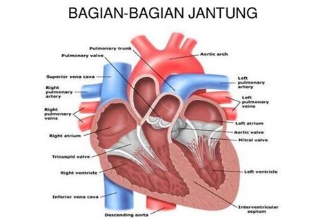 bagian bagian  jantung definisi penjelasan  fungsi