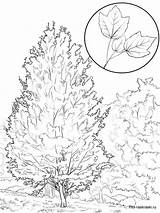 Tree Coloring Maple Pages Printable Trees Color Recommended sketch template