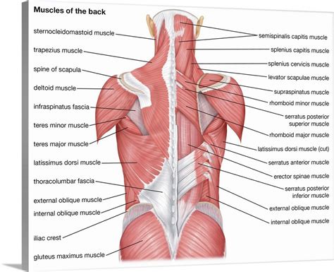 muscles    posterior view wall art canvas prints framed prints wall peels great